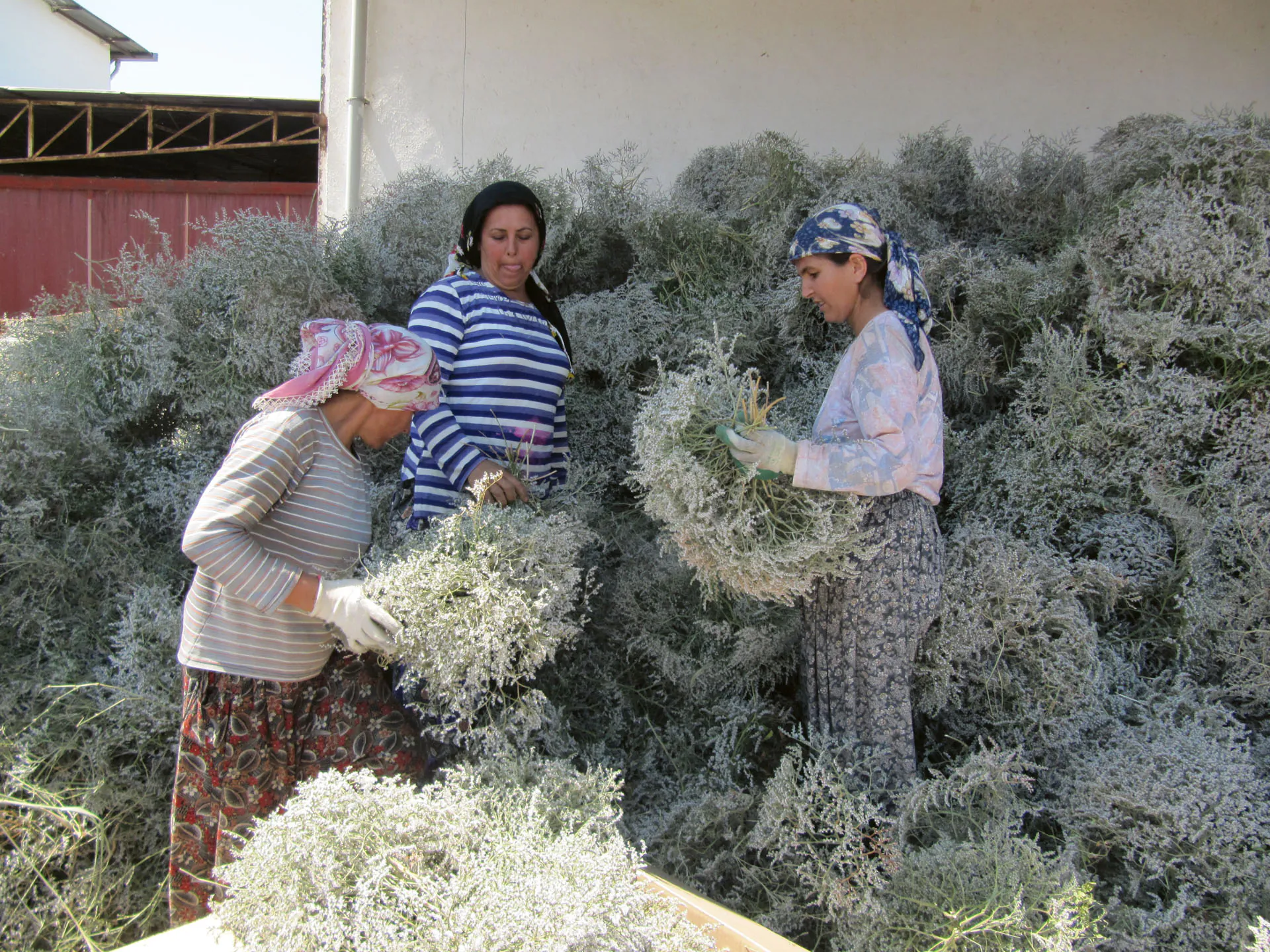 Die Türkei-Produktion — Handarbeit mit Zapfen, Ruscus und Trockenblumen