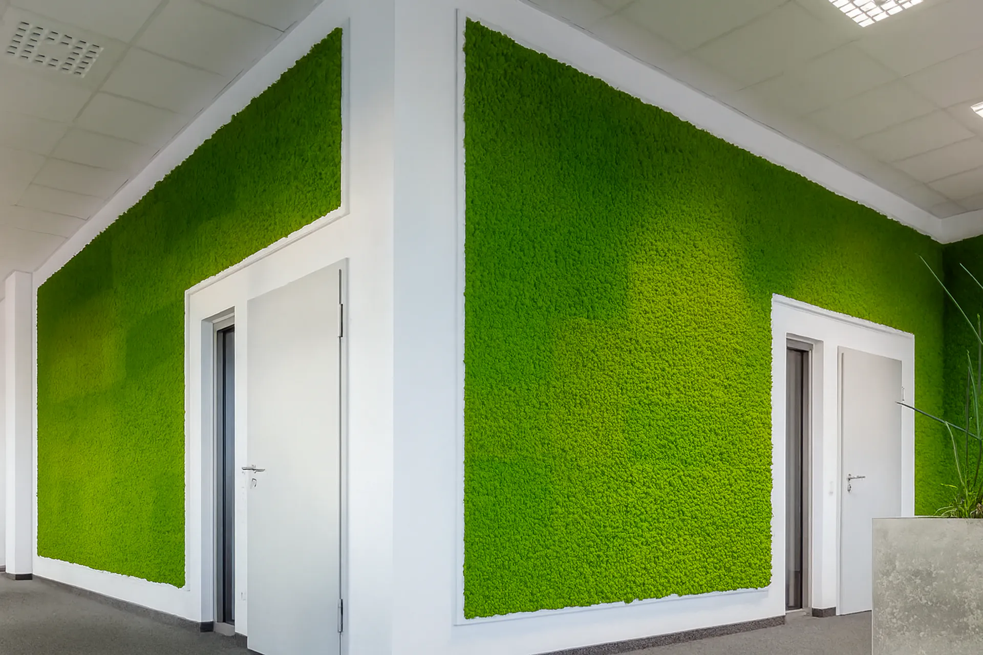 Mooswand im Büro-Empfang — echtes Moos für Büro, Empfang und Wartebereich