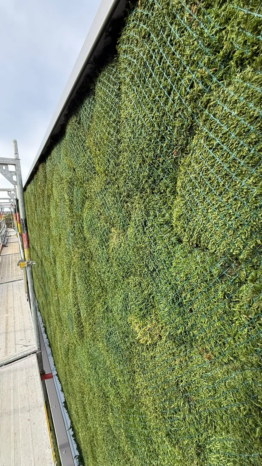 Nahaufnahme der Moosoberfläche mit dem Netz, das die Fläche an der Fassade hält