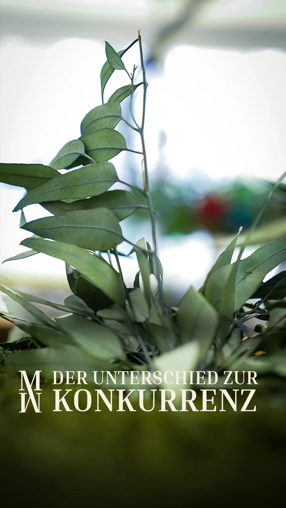 Konservierung und Druckpräparation des Mooses