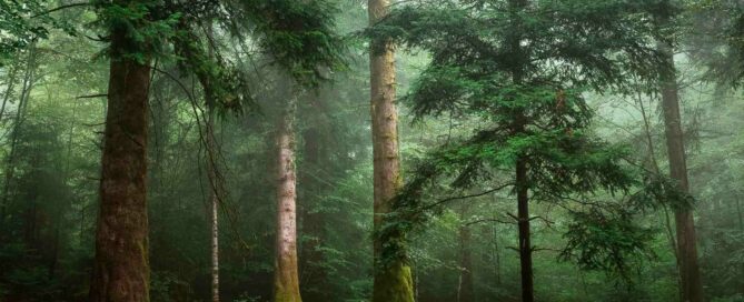Waldbild mit leichten Tau