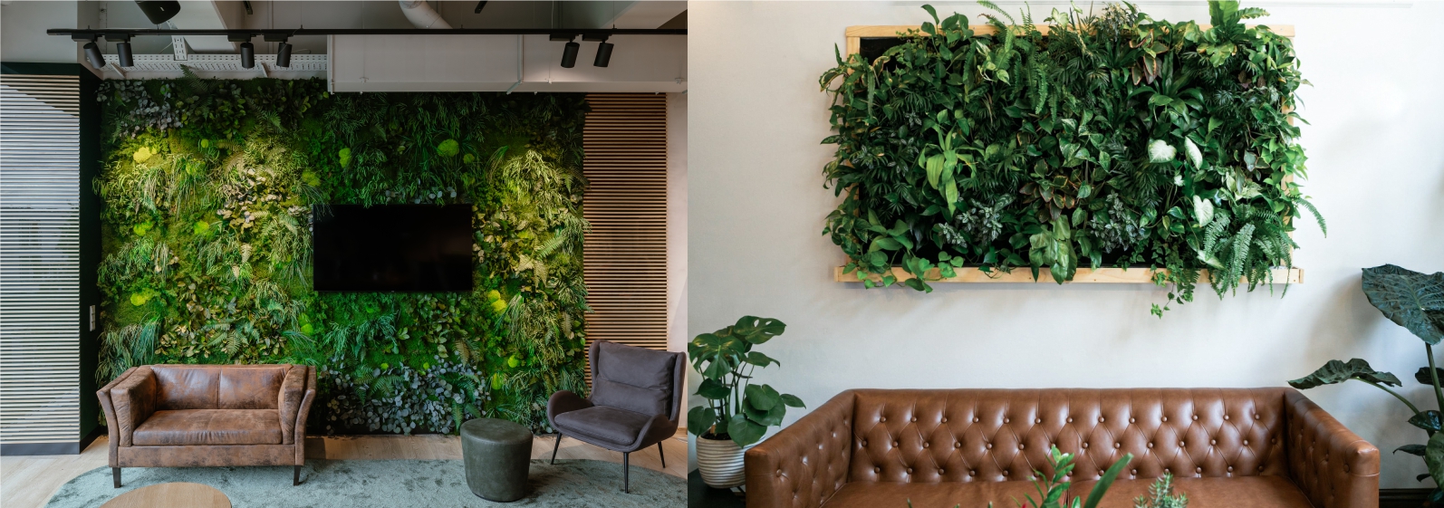 Bild einer lebenden Pflanzenwand und einer präparierten Pflanzenwand