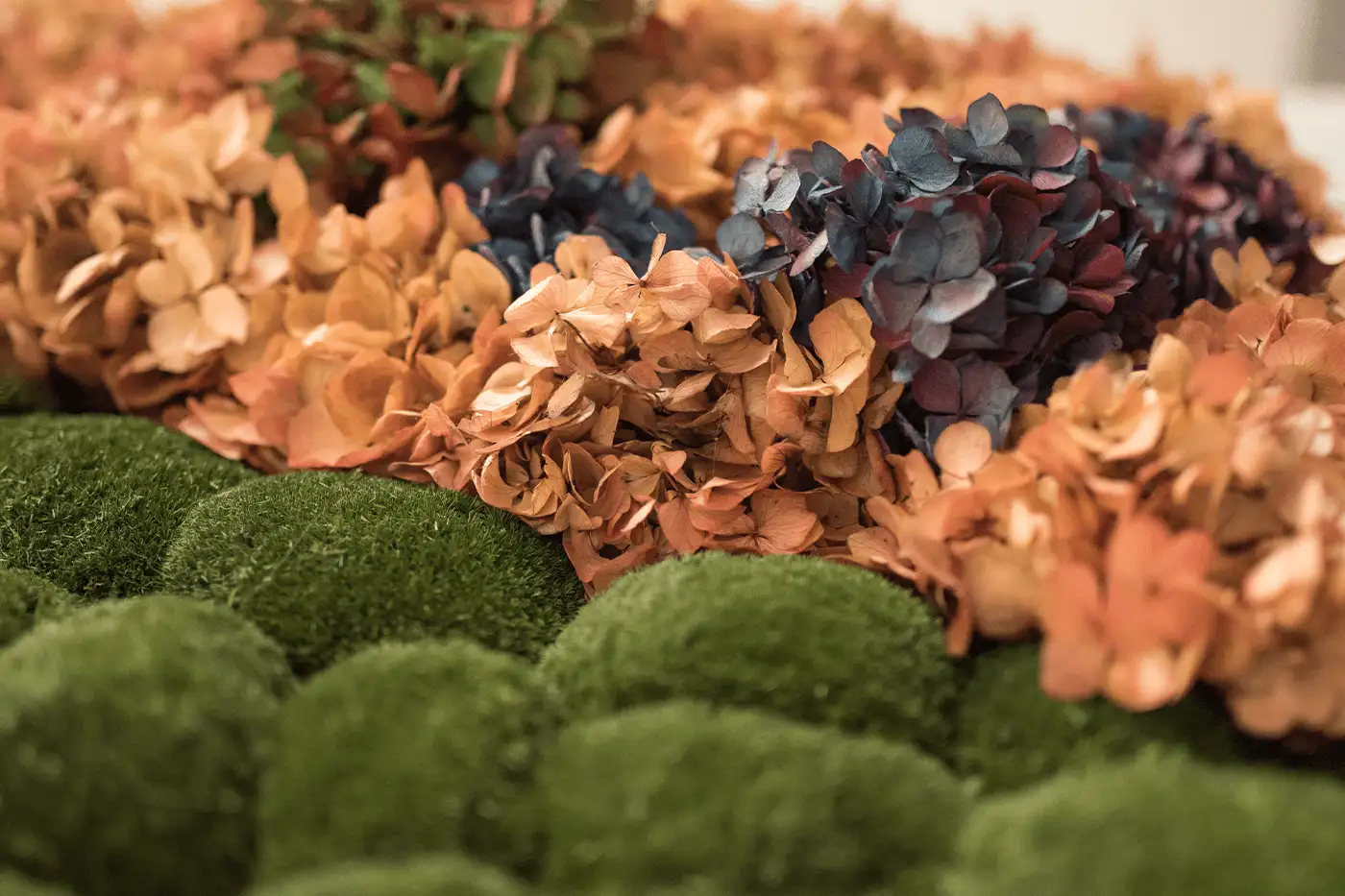 Detailaufnahme Ballenmoos Blumenbild