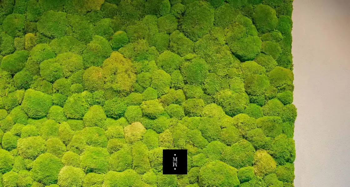 a group of green plants