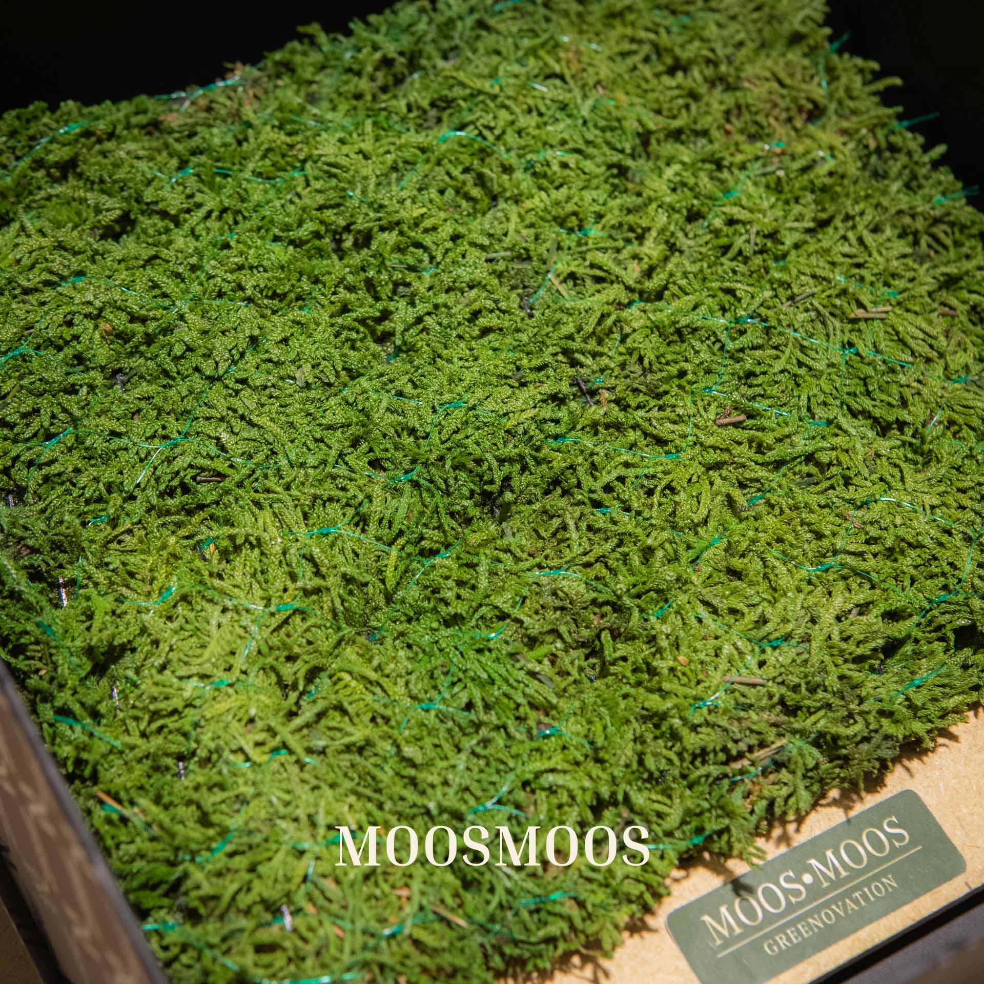 Die Greenovation Musterbox für die Fassadenbegrünung